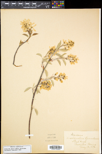 Amelanchier canadensis image