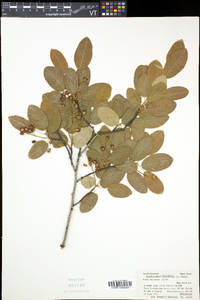 Amelanchier canadensis image