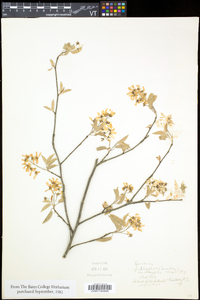 Amelanchier canadensis image