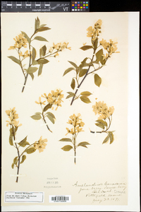 Amelanchier canadensis image