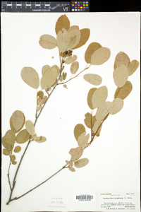 Amelanchier canadensis image