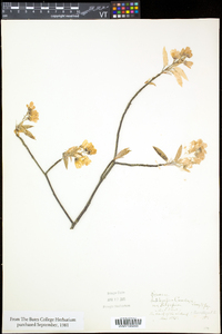 Amelanchier laevis image