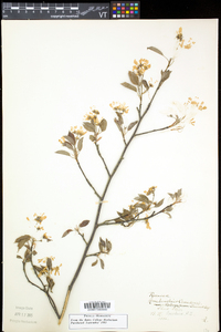 Amelanchier canadensis image