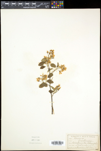 Amelanchier canadensis image