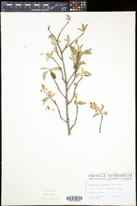 Amelanchier canadensis image