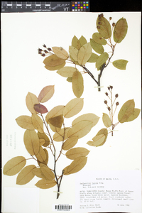 Amelanchier laevis image