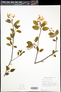 Amelanchier laevis image