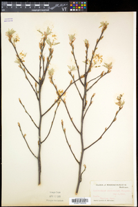 Amelanchier spicata image