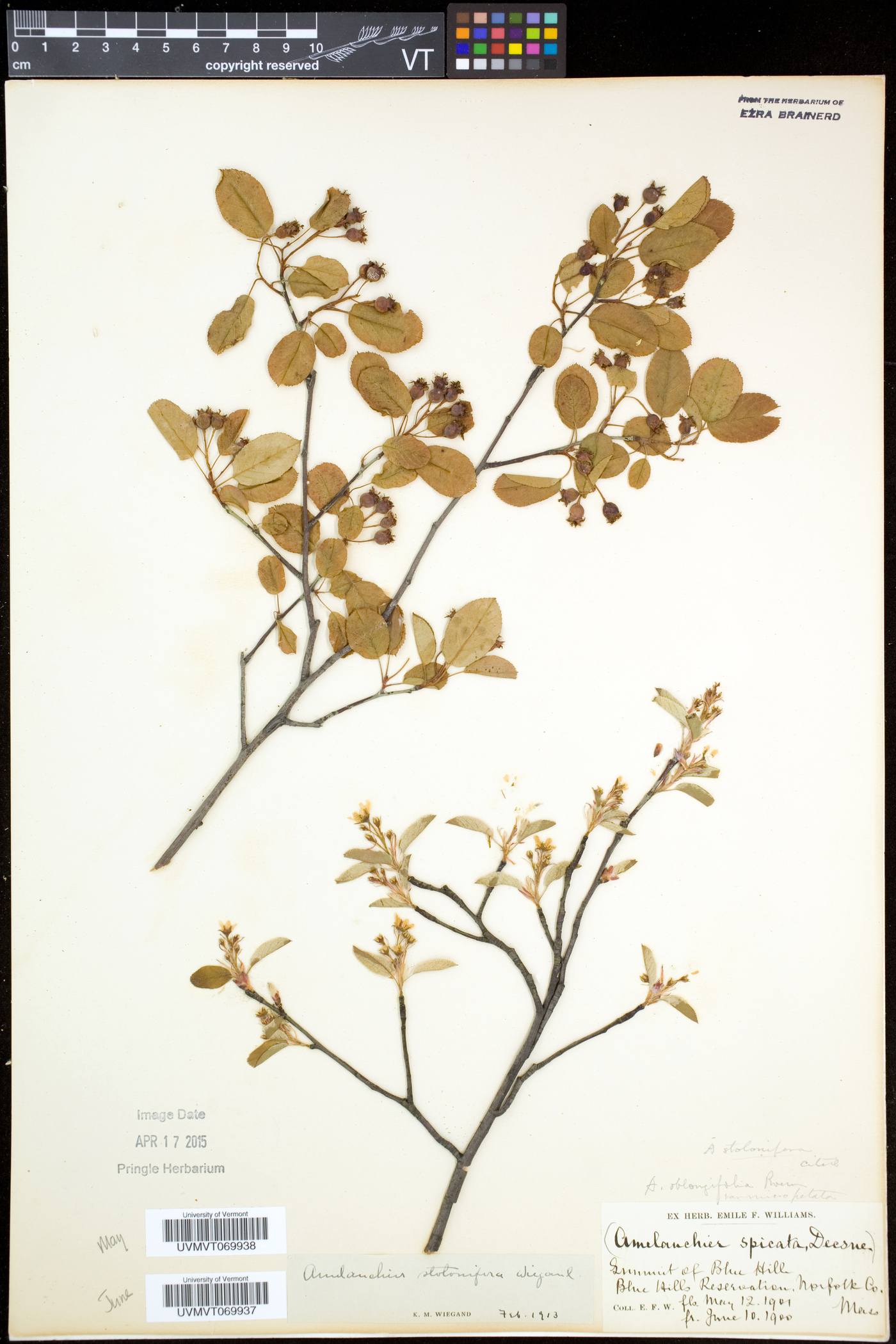 Amelanchier spicata image