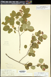 Amelanchier spicata image
