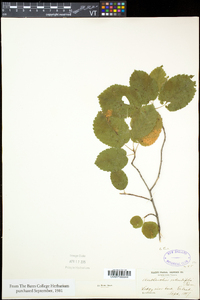 Amelanchier sanguinea image