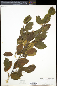 Amelanchier wiegandii image