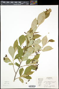 Aronia melanocarpa image