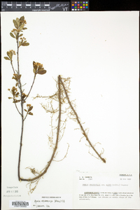 Aronia melanocarpa image