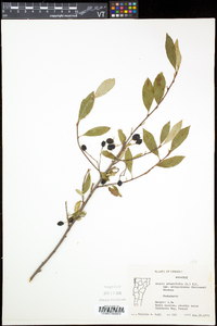 Aronia floribunda image