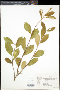 Aronia floribunda image