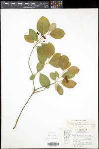 Aronia floribunda image