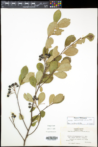 Aronia melanocarpa image