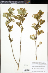 Aronia melanocarpa image