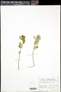 Aronia melanocarpa image