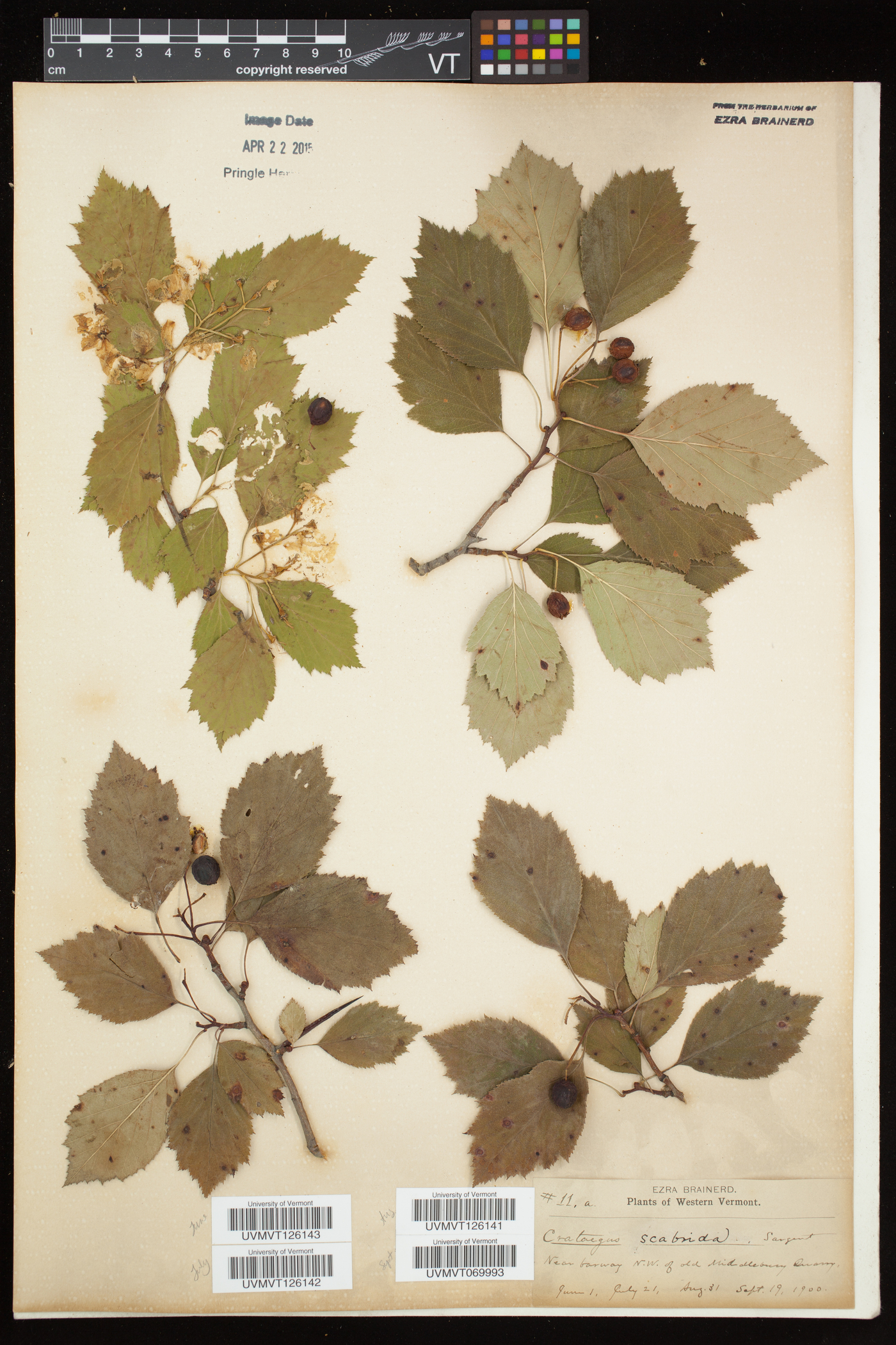 Crataegus scabrida image