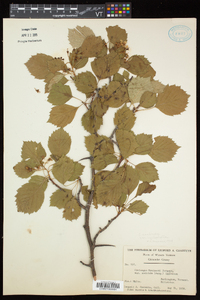 Crataegus scabrida image