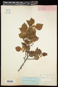 Crataegus schuettei image