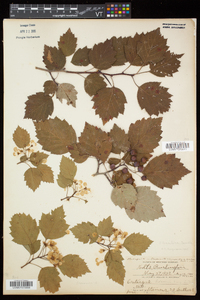 Crataegus schuettei image