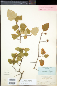 Crataegus biltmoreana image