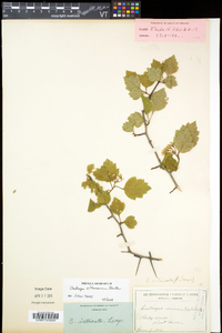 Crataegus biltmoreana image