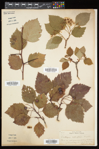 Crataegus scabrida image