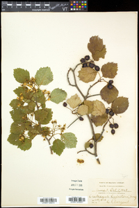 Crataegus scabrida image