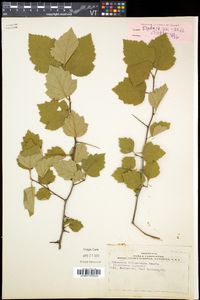 Crataegus biltmoreana image