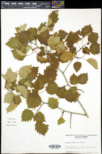 Crataegus brainerdii image