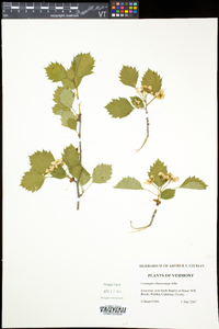 Crataegus chrysocarpa image