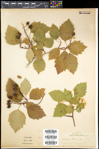 Crataegus brainerdii image