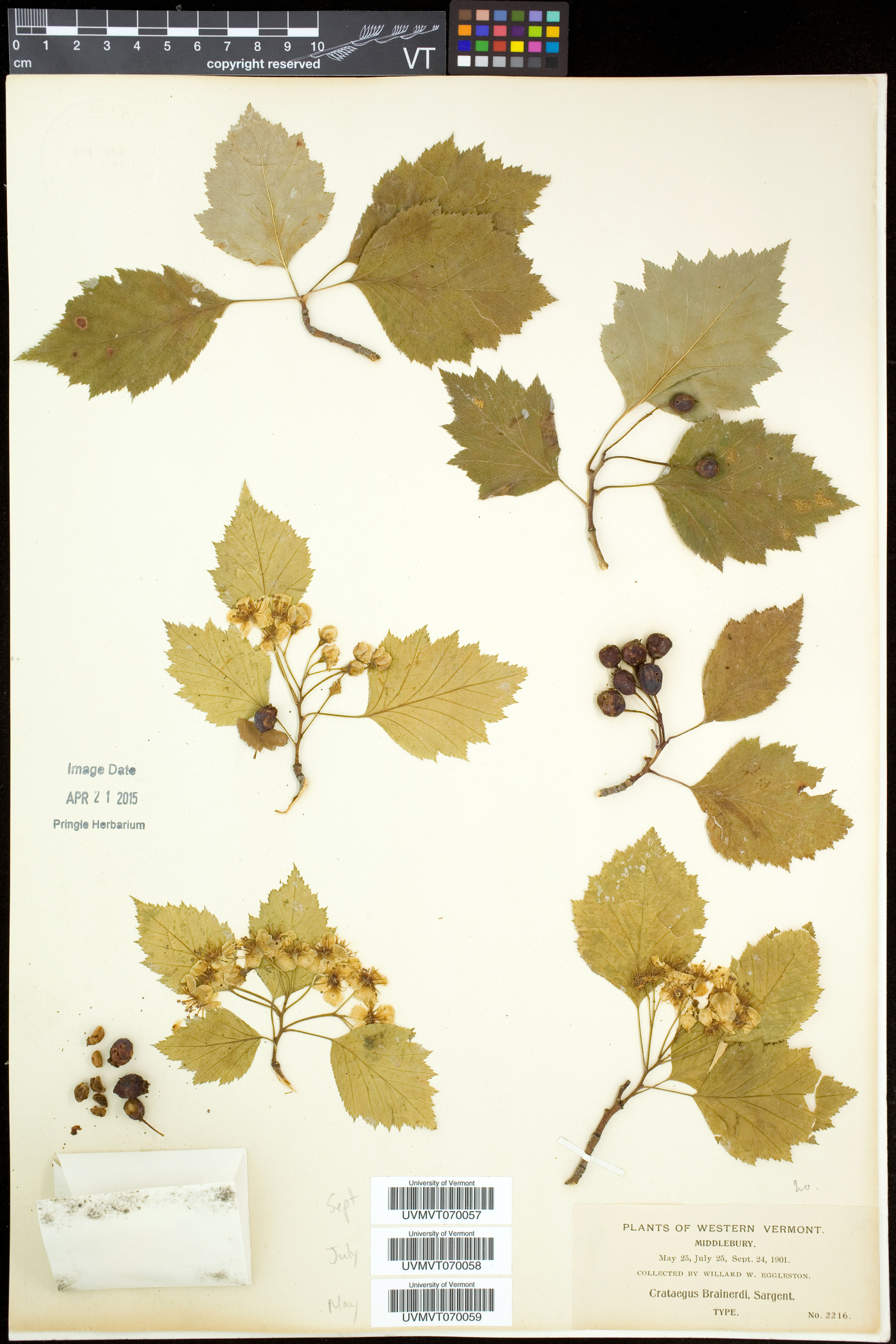 Crataegus brainerdii image