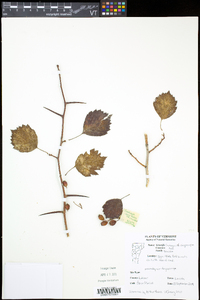 Crataegus chrysocarpa image