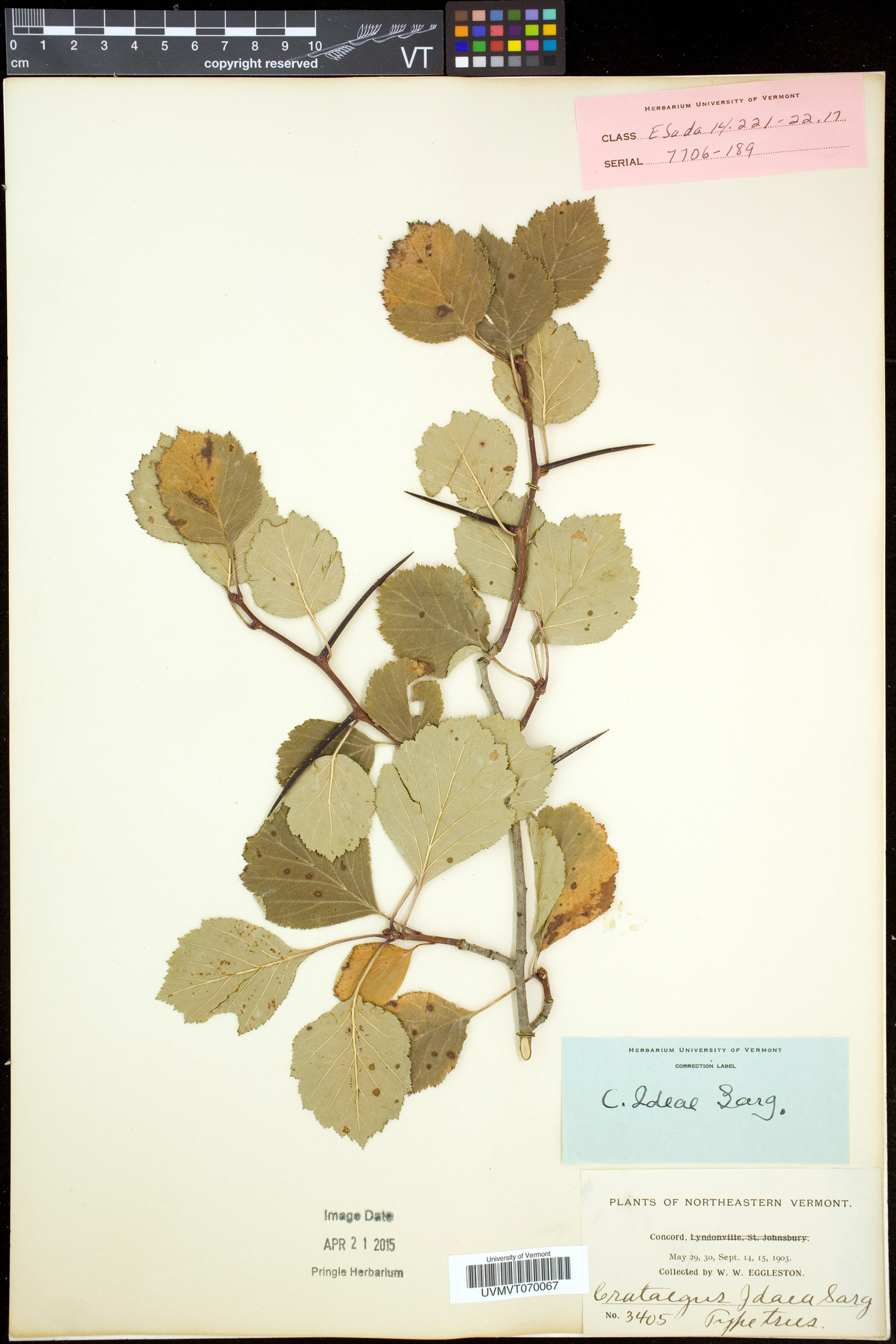 Crataegus ideae image