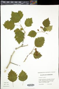 Crataegus coccinea image