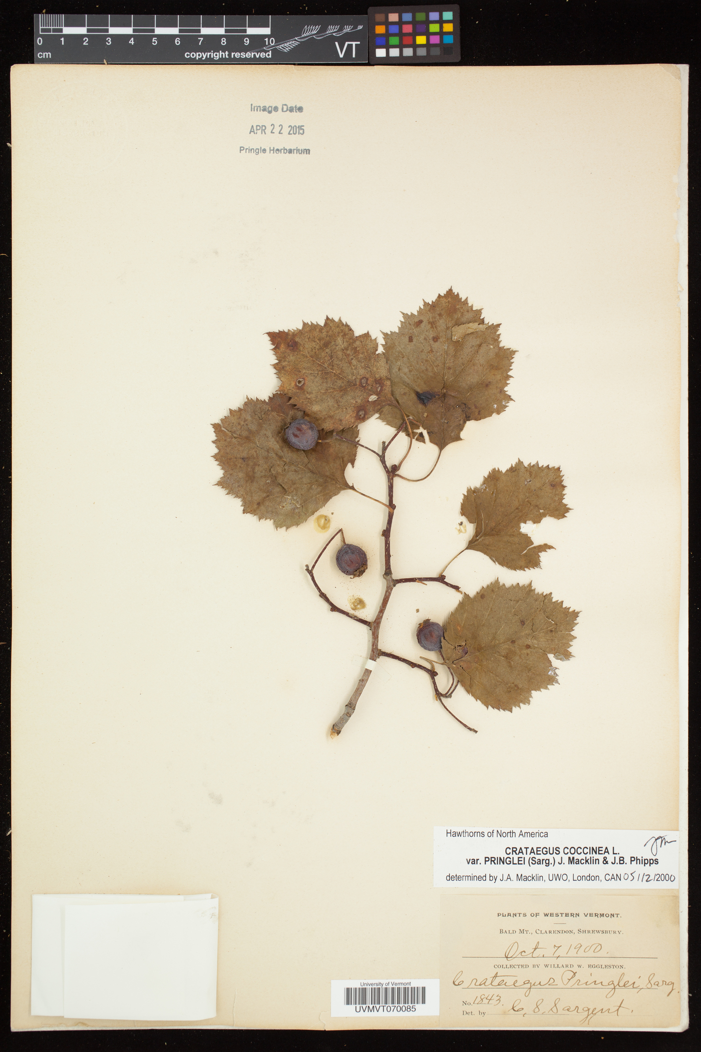 Crataegus pringlei image