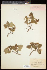 Crataegus pringlei image