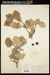 Crataegus pringlei image