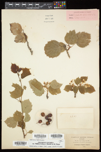 Crataegus pringlei image