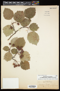 Crataegus pringlei image