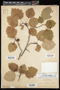 Crataegus pringlei image