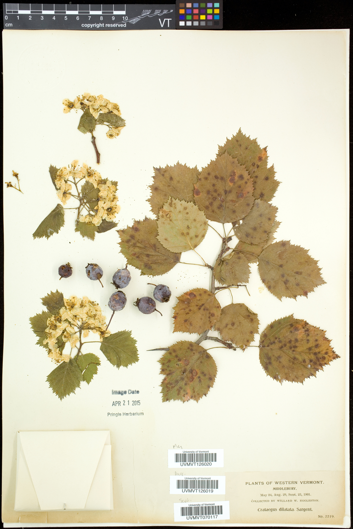 Crataegus coccinioides image