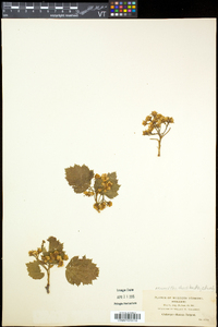 Crataegus coccinioides image