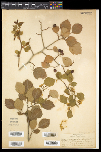 Crataegus dodgei image