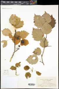 Crataegus scabrida image